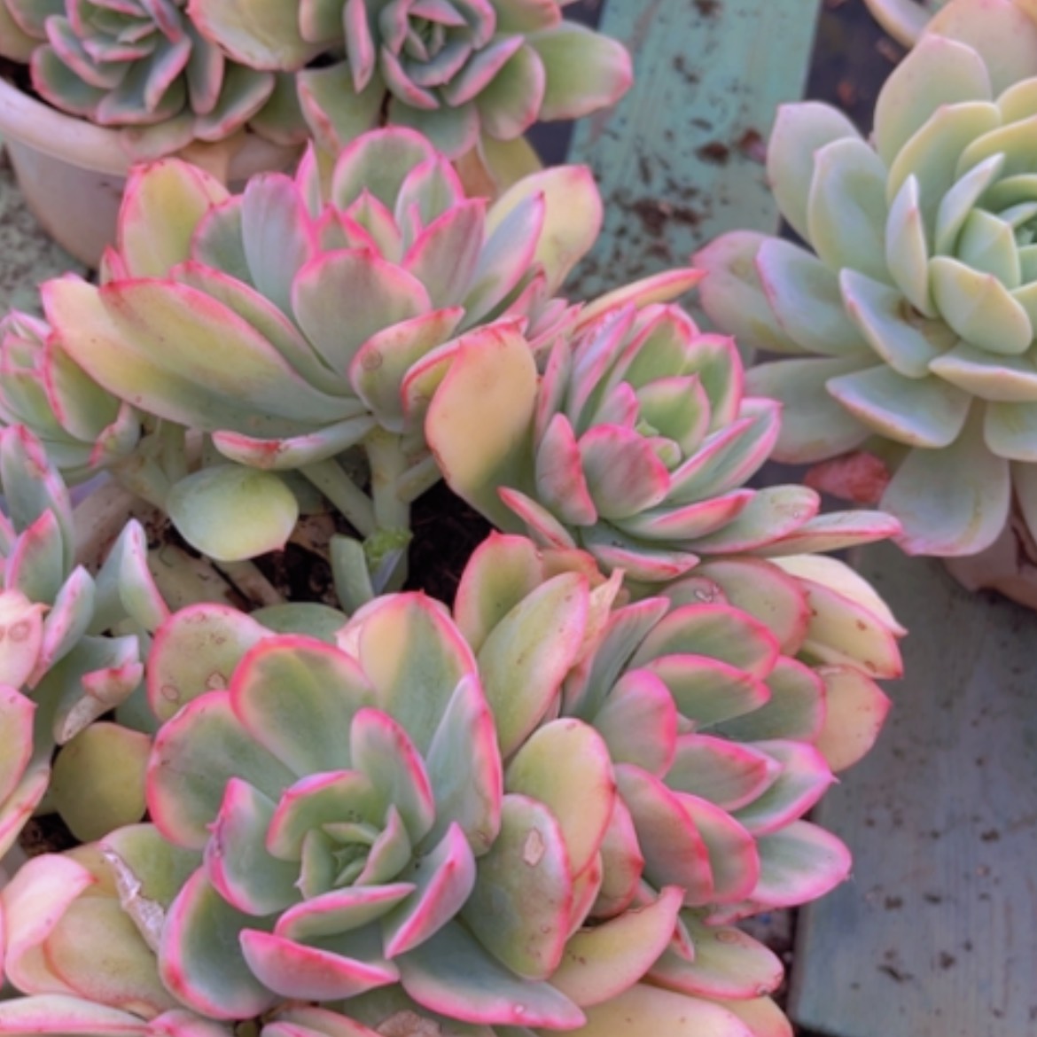 【闪购商品】绮罗锦16211