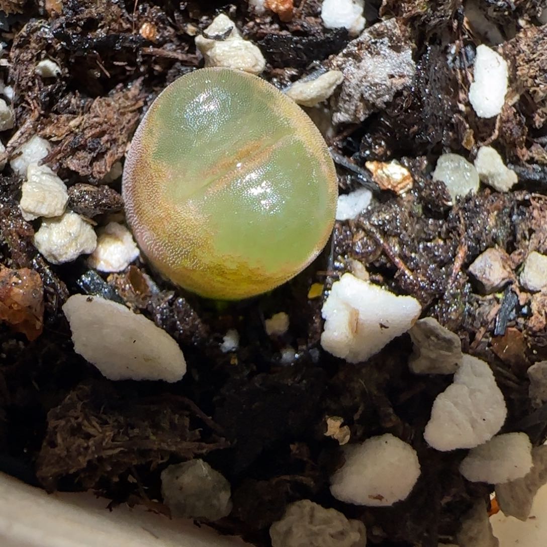 肉锥多肉植物百科-温莎城堡862