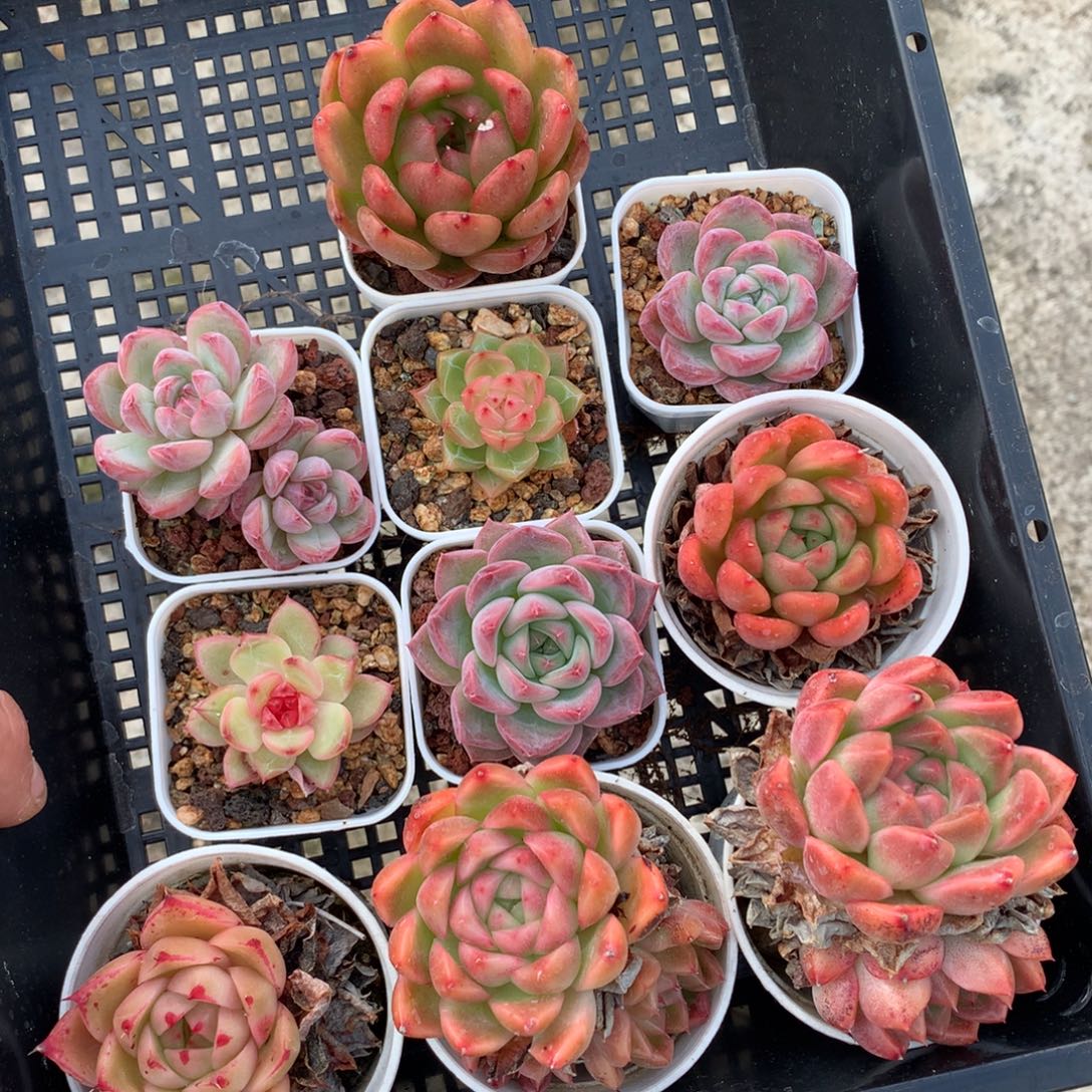 1104-65 套餐一组