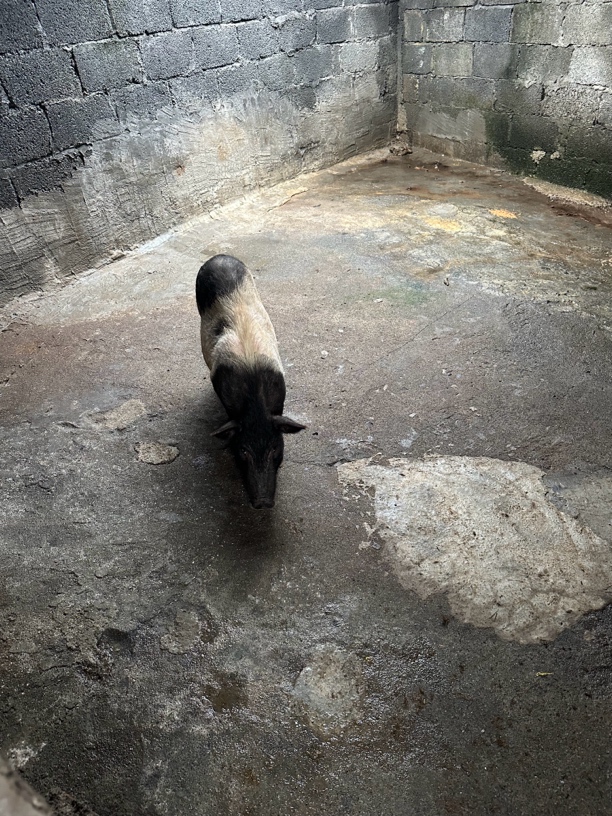罗城怀群镇稻草香猪肉