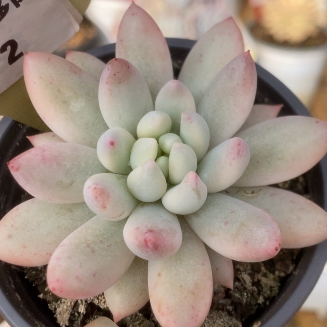 272所罗门锦锦锦锦锦