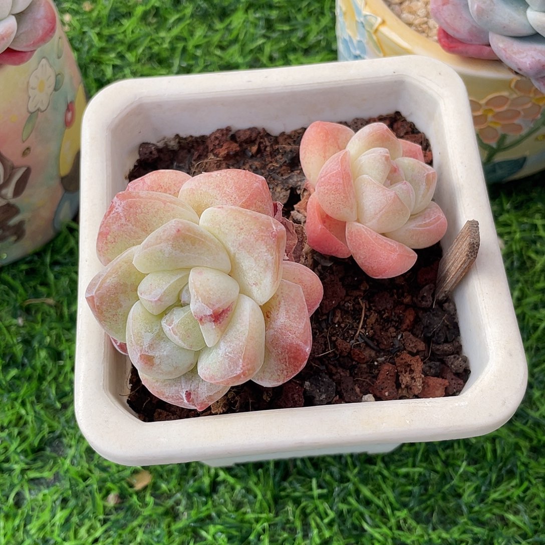 石化冰玉群生多肉植物一物一拍