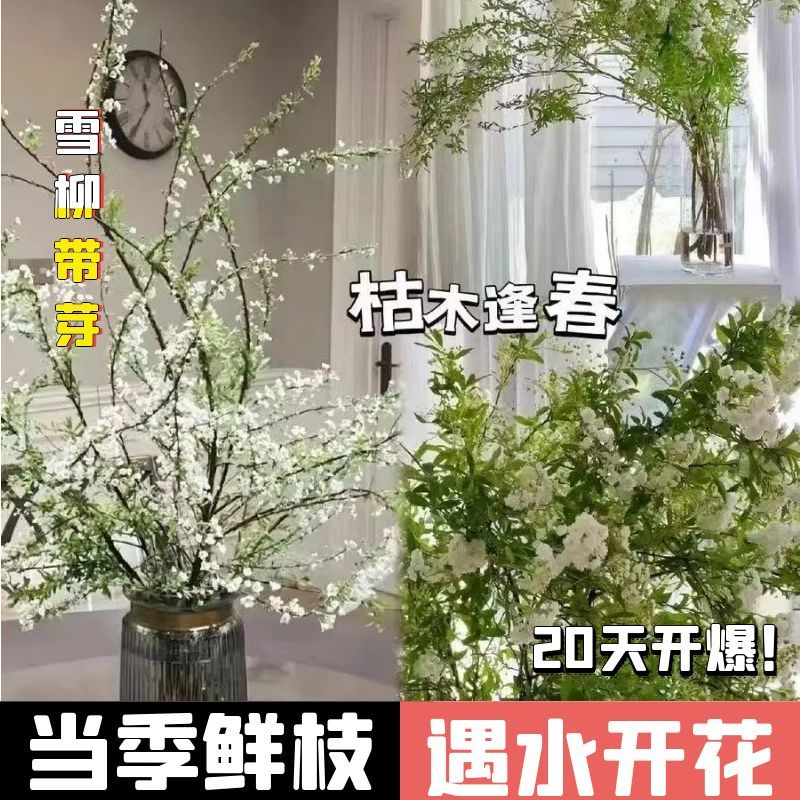 【云南SSS粗支鲜切雪柳80-140cm】到手20支遇水就能活送生根粉