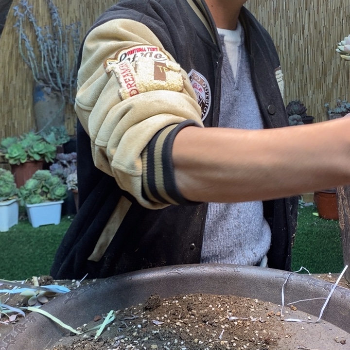 木***棉433 号淡雪多肉植物