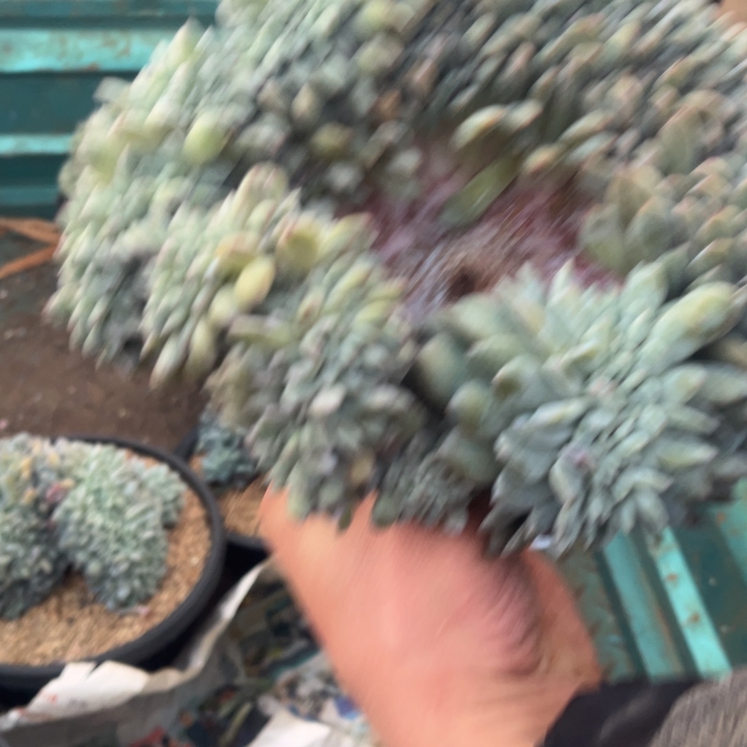 鸿***腾鸿腾哥的星颖树缀一物一拍