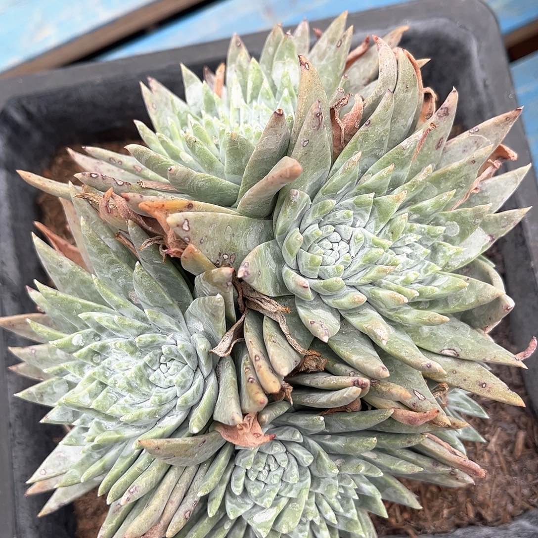 白菊苹果叶老桩多头群生