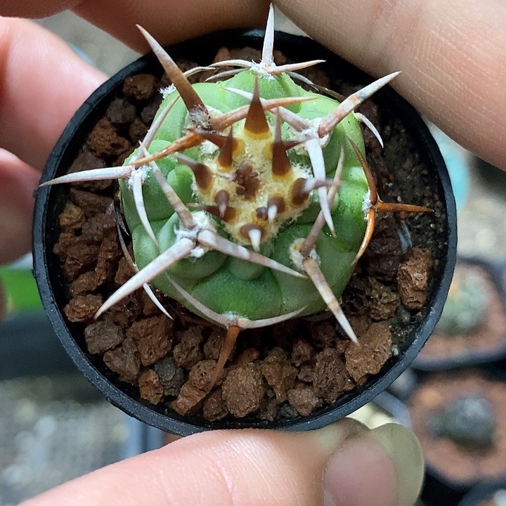 孤品实生顶级爆种粗刺五十铃碧岩玉2.9cm