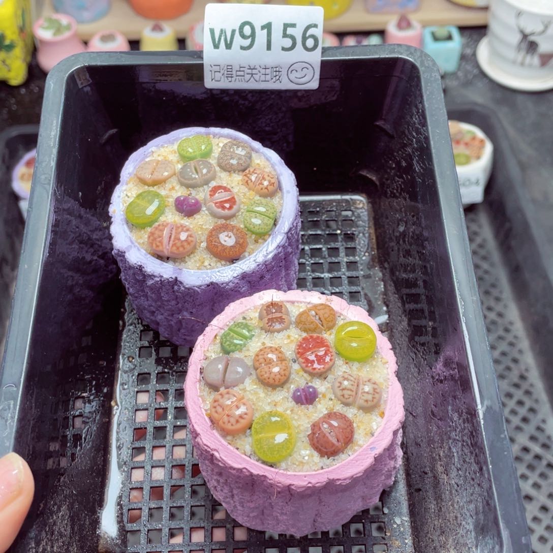 w9156速干树桩盆 七种颜色随机 一份两盆量拍
