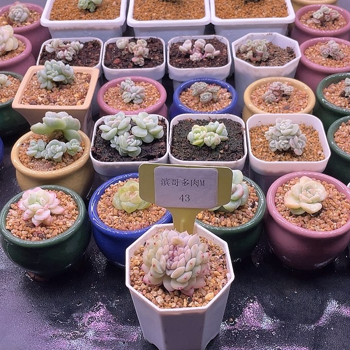 滨哥多肉M43糖心优选缀化福利