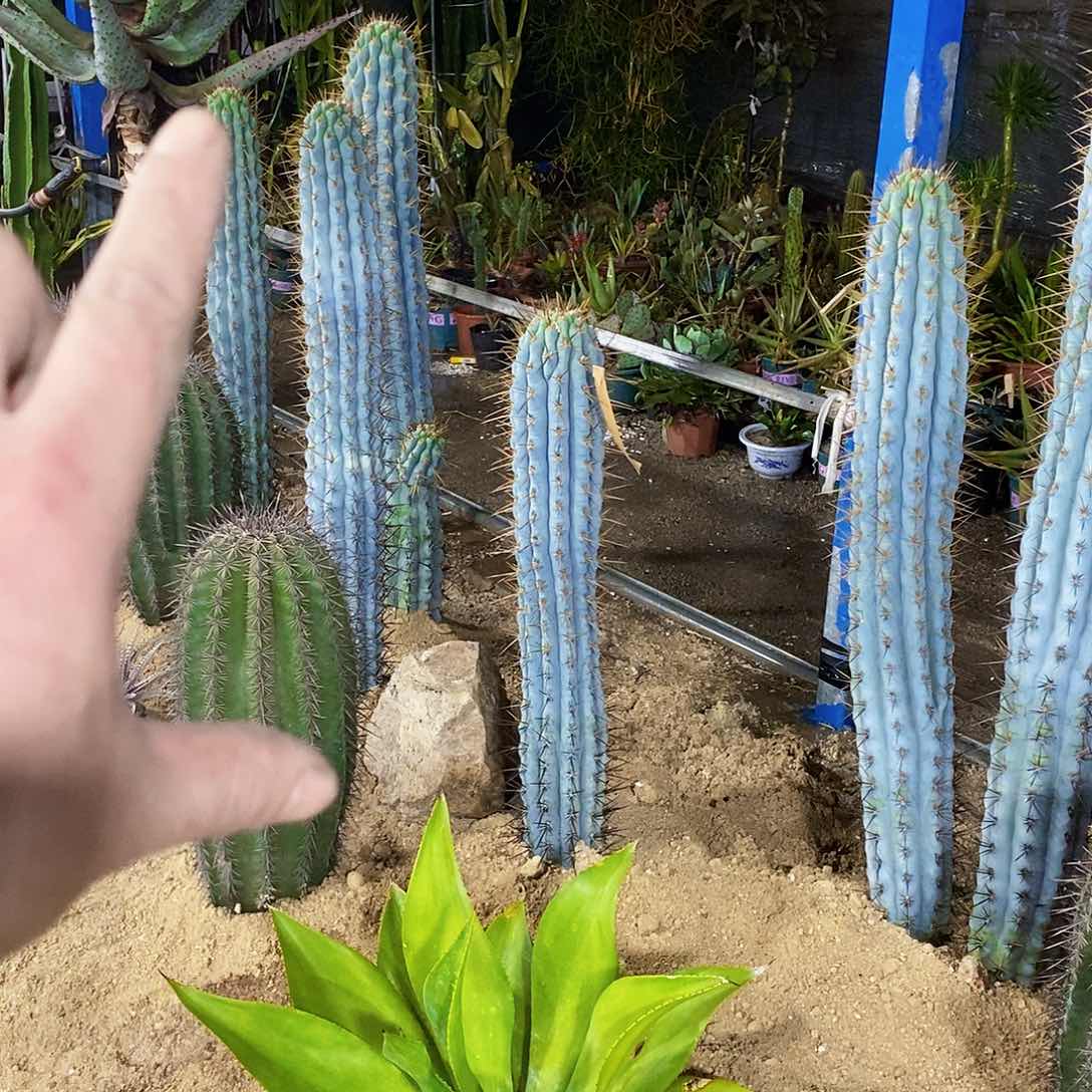 佛塔柱高60公分左右