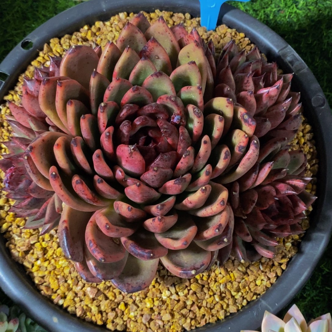 用***3水晶玫瑰613。             