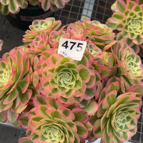 475玉姿23厘米左右