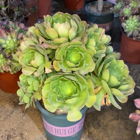 万圣夜多肉植物107