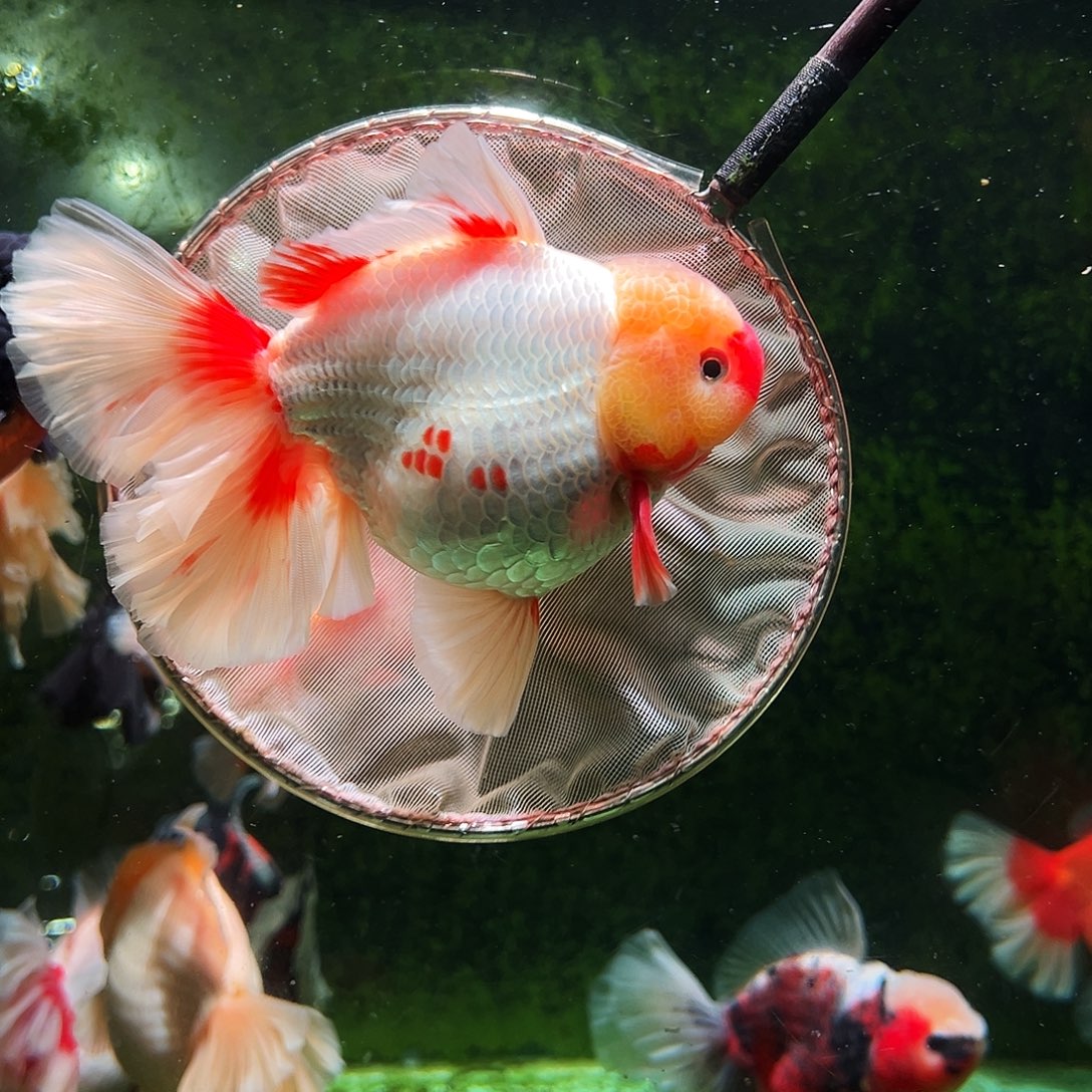 金鱼百褶泰狮冷水金鱼