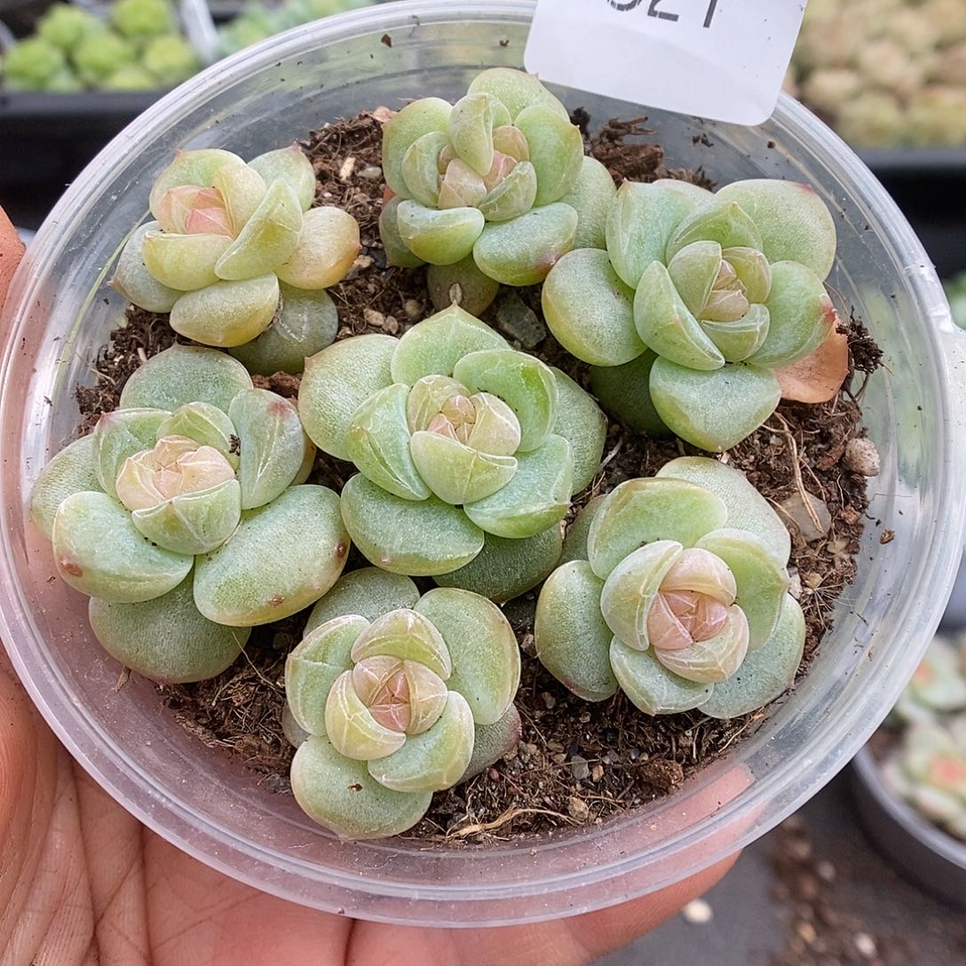 一物一拍一物一拍911-321