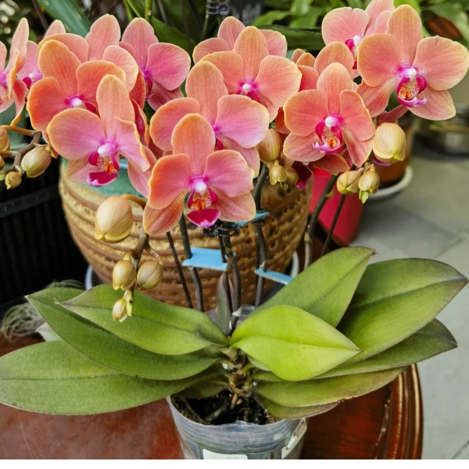 福喜 【喜鹊】微瑕蝴蝶兰单双混发基地直发无售后