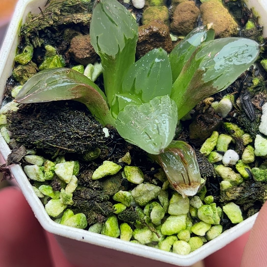 冰鸾玉十二卷多肉植物