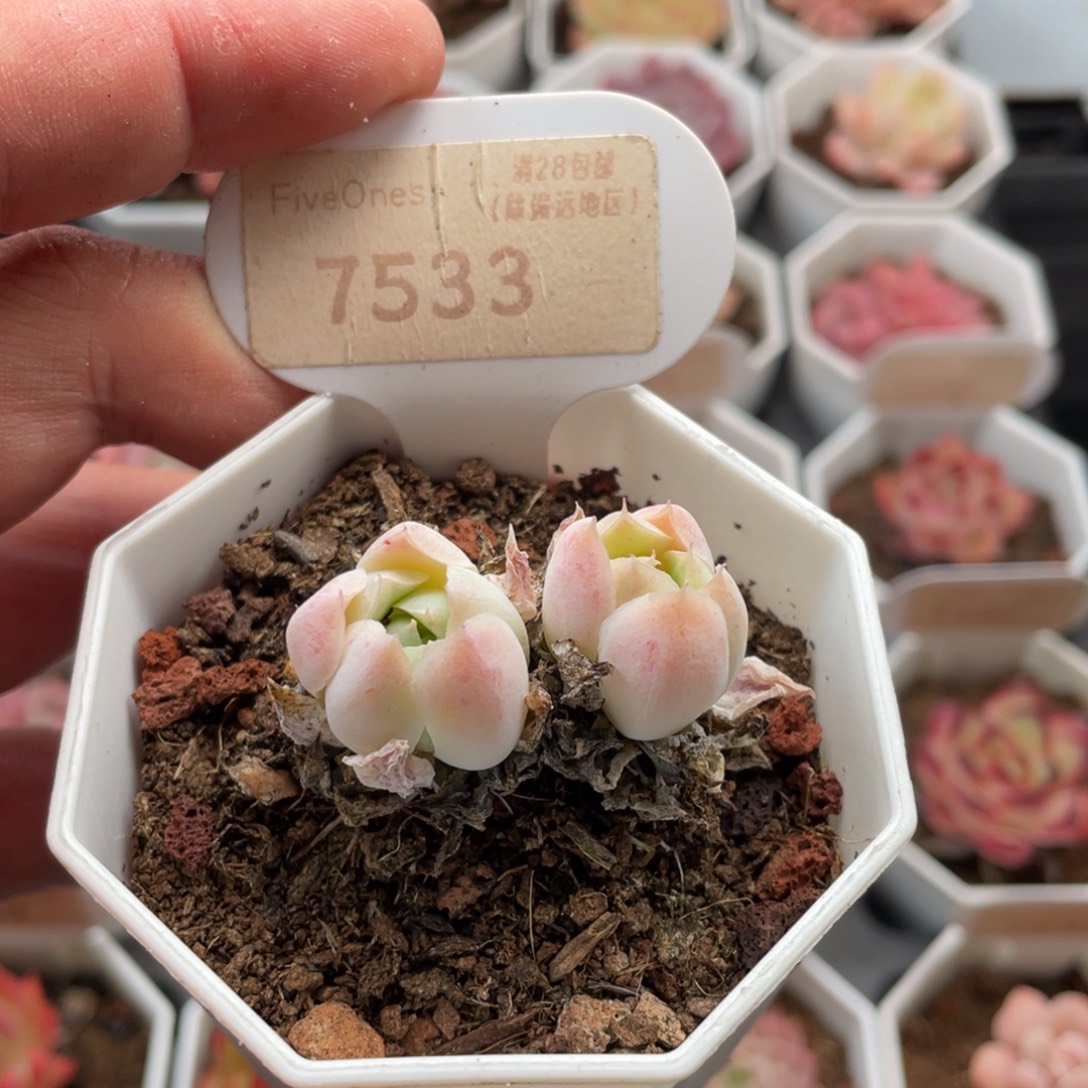 沁心7533-4.0厘米