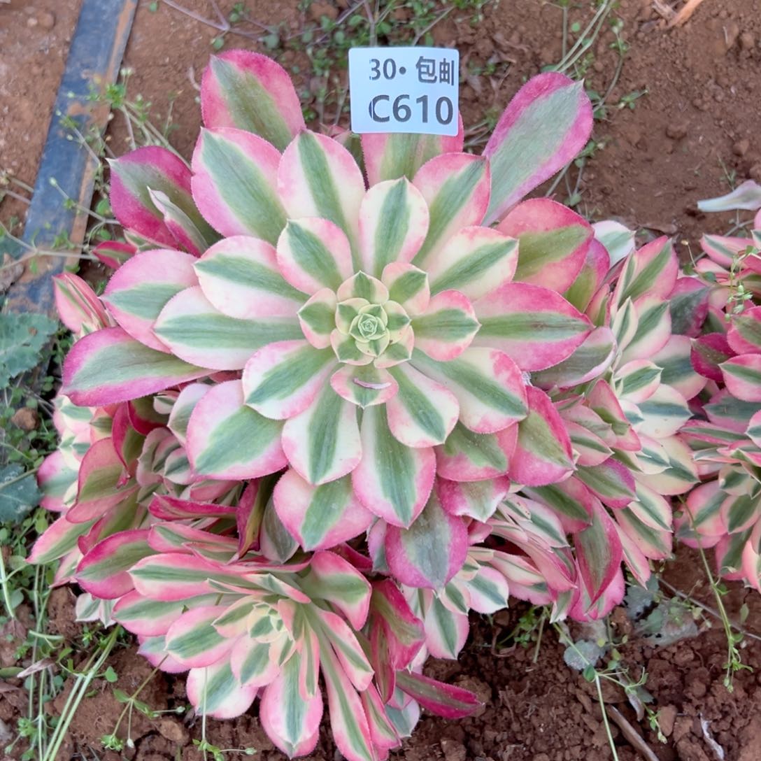 610女巫多肉法师