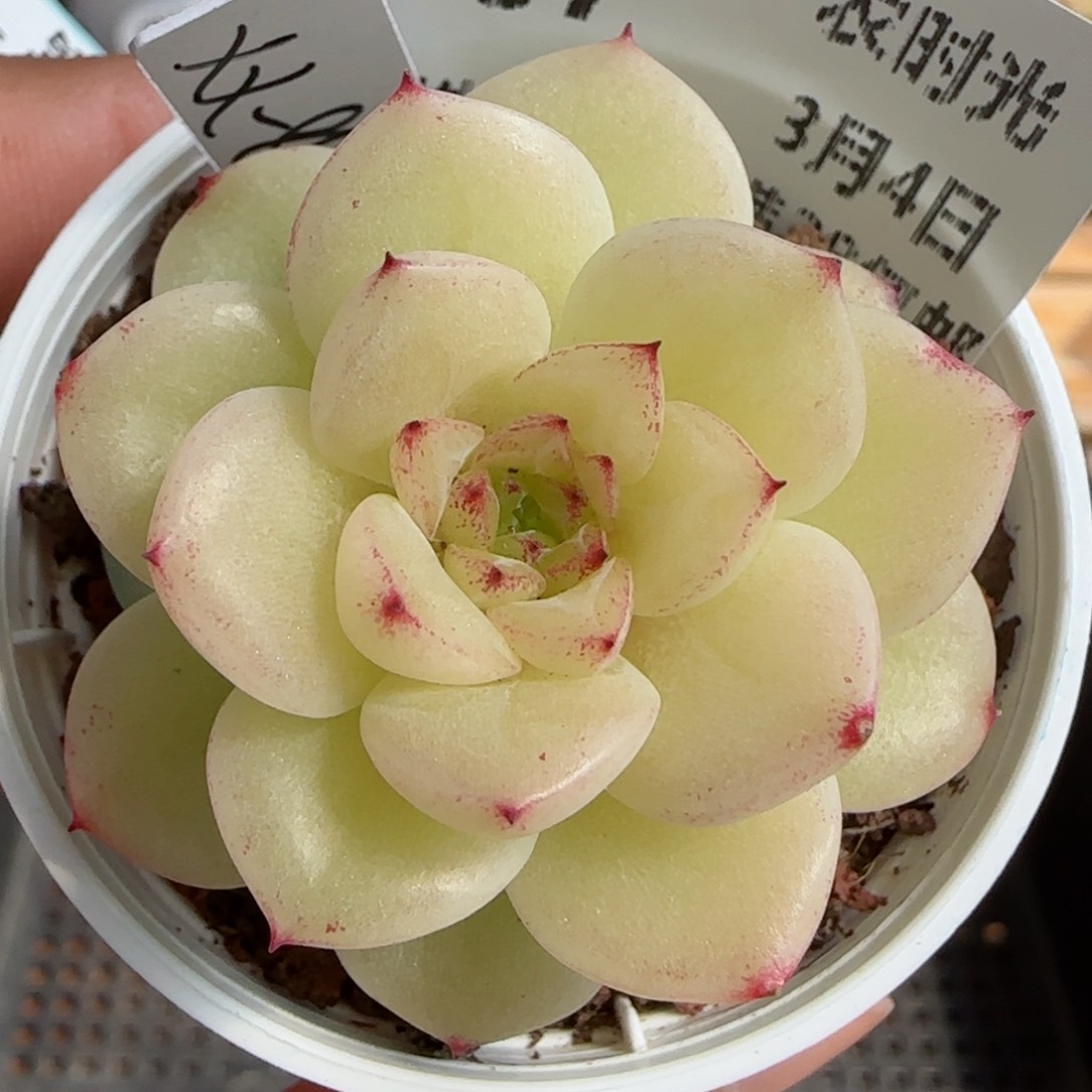 【闪购商品】0304-67（xx-84）