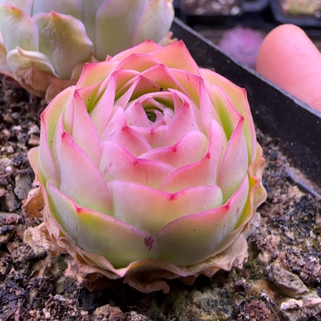 毛绒灵泽优选180福利