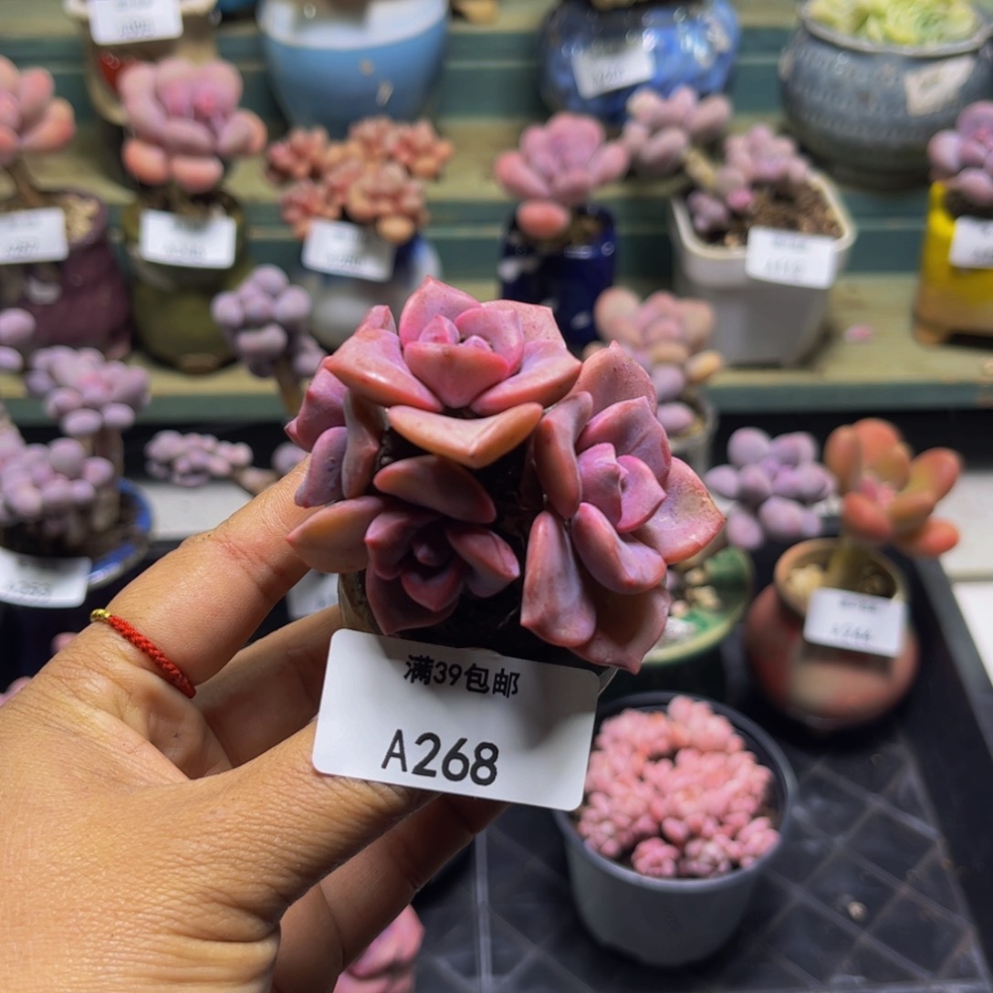 彩虹糖268/4cm多肉