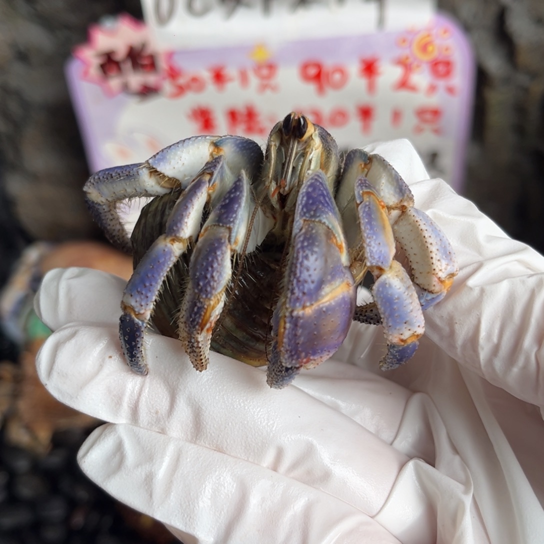 福利 冰川蓝白3口 