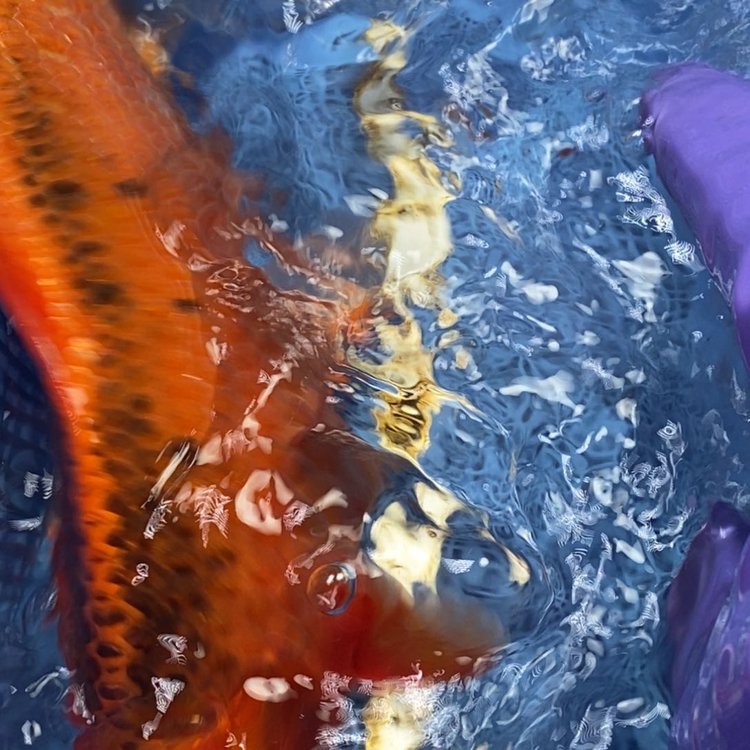 锦鲤冷水锦鲤包邮