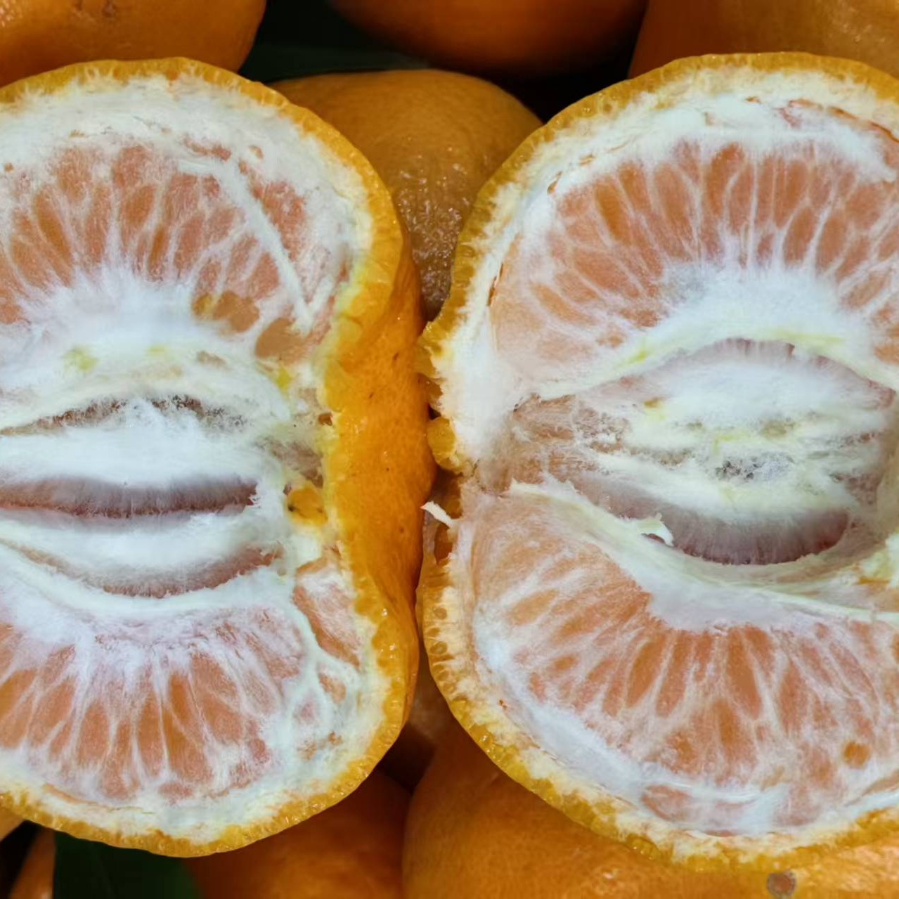 四川省屏山县家乡特产椪柑现摘现发