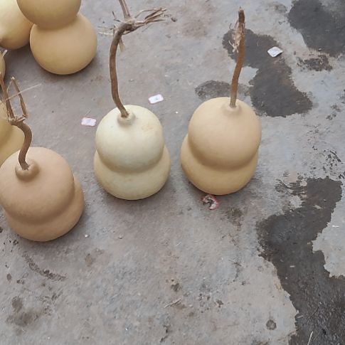 茉***莉精品葫芦精品葫芦