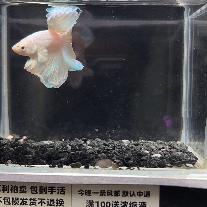 斗鱼跑单拉黑9日56