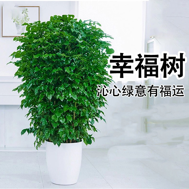 幸福树客厅大盆栽室内好养花卉盆景绿植办公室吸异味四季常青植物