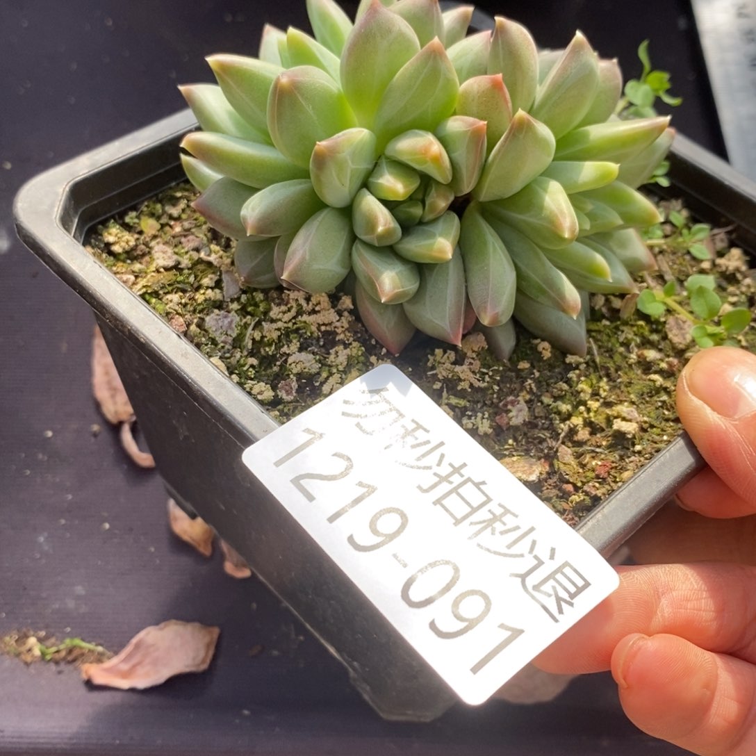 两单包邮1219-91美人