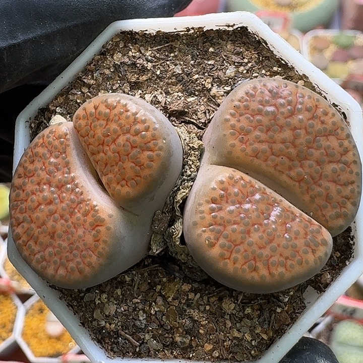 生石花1111111。  321