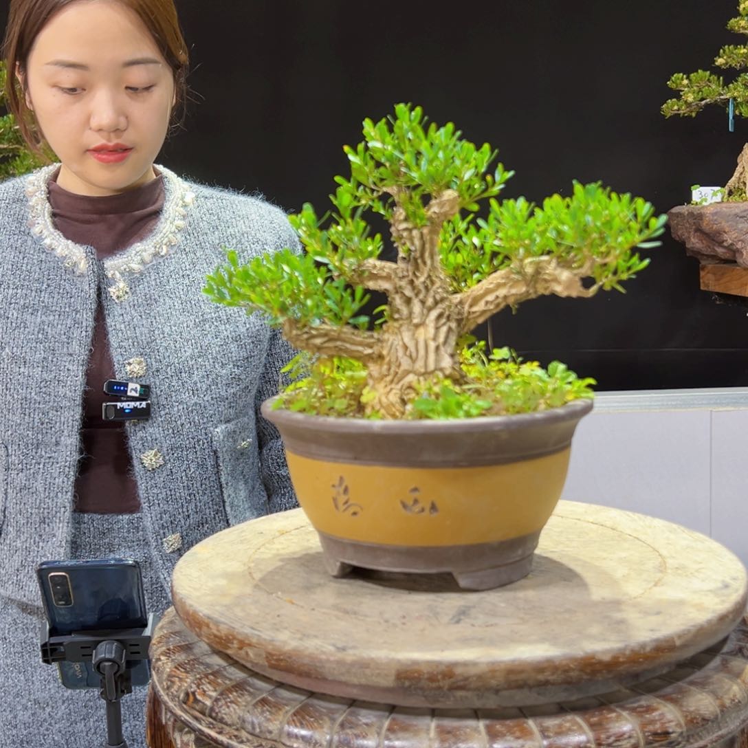 四季常青老桩黄杨盆景