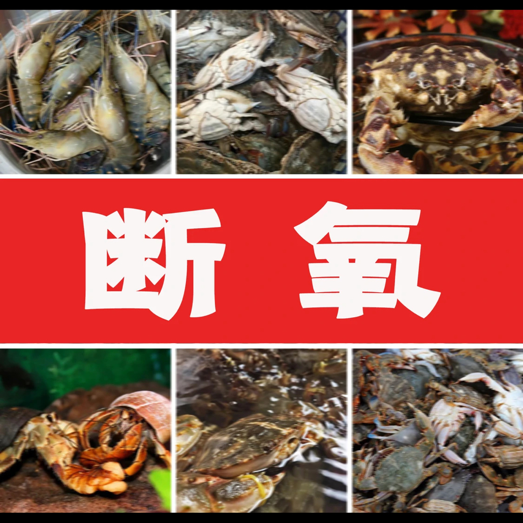 断养福利！听清楚拍！不售后！包鲜不包活！有断腿有皮筋解析勿拍