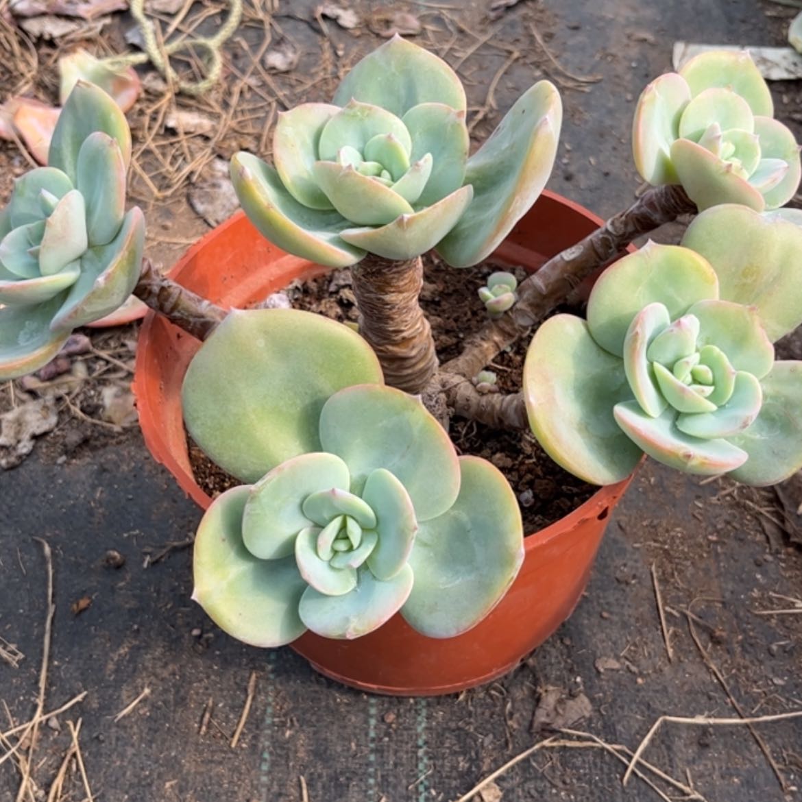 【闪购商品】无花朵