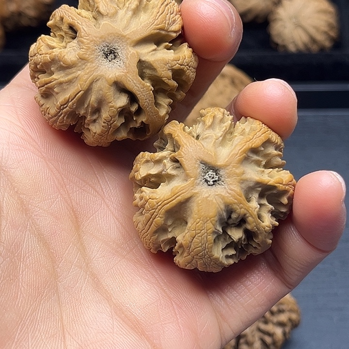 木质类秦岭突突突突突突突