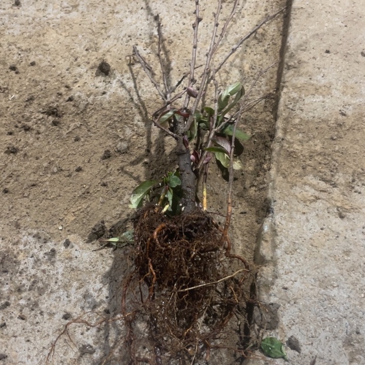 司牡丹海棠花一颗苗