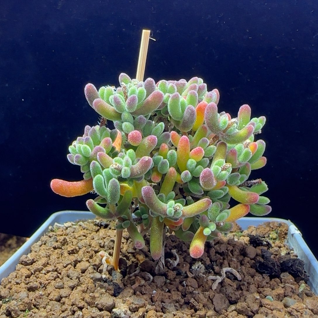 dy187荔枝直杆棒棒糖型