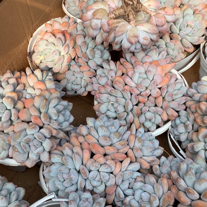 6头起无砍香水大群两单包邮