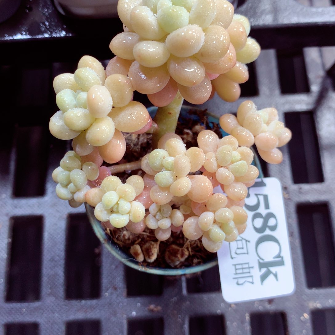 5厘米盆精控多肉158