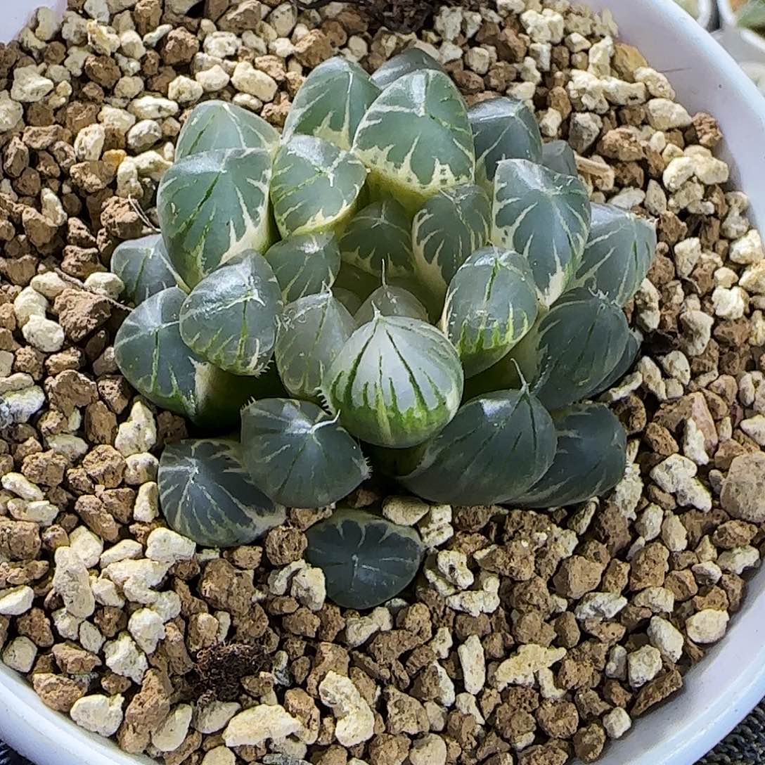 658号糊斑霓虹灯 5 厘米左右一物一拍带盆土发货