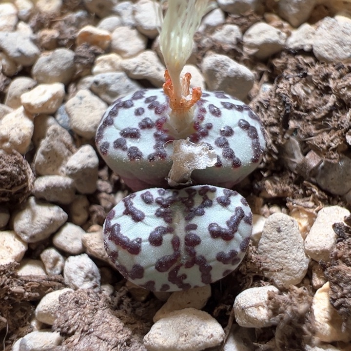 503。青蛙ts603。福利！！！