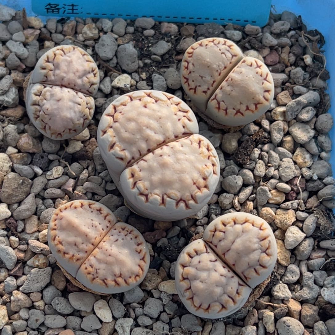 7527金边饼干五颗。 