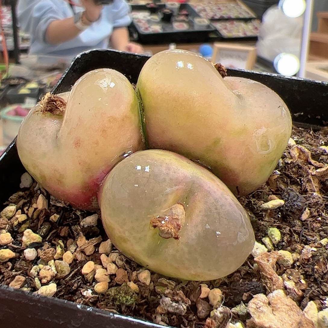 【闪购商品】151 大三头