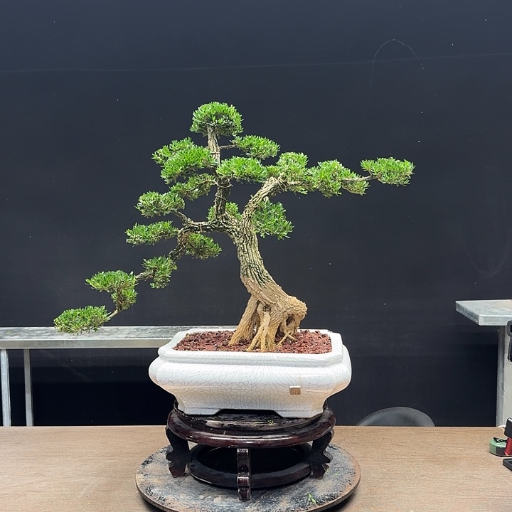 1***7无花朵广东皱皮雀舌黄杨