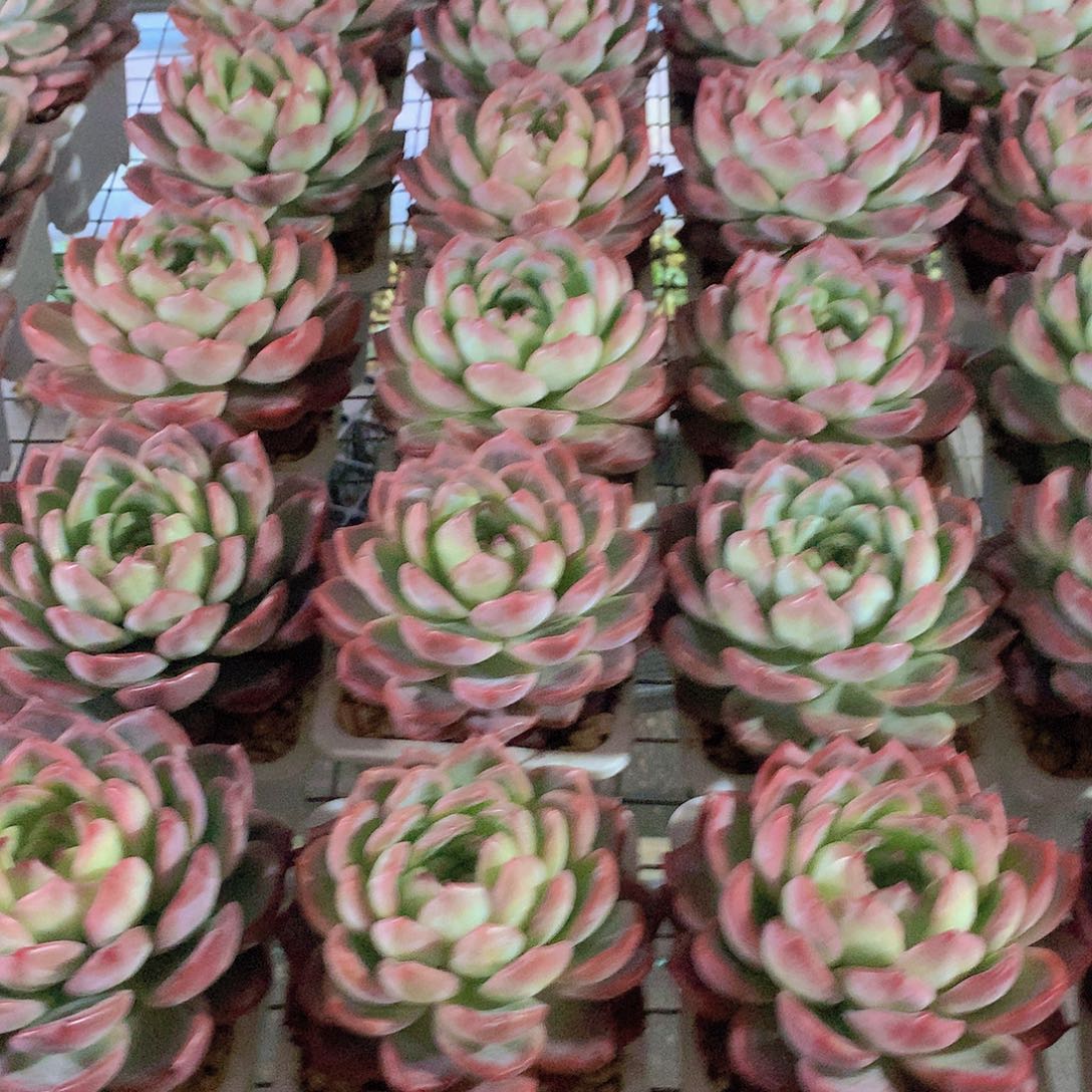 大号红鸾3456788999000