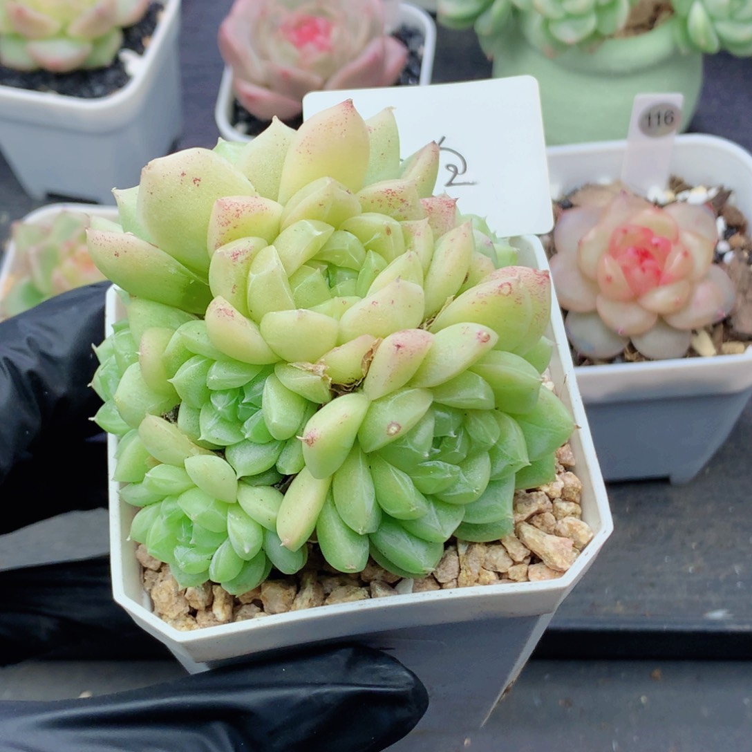 朱***。麦秆58包邮  群生不包整小白