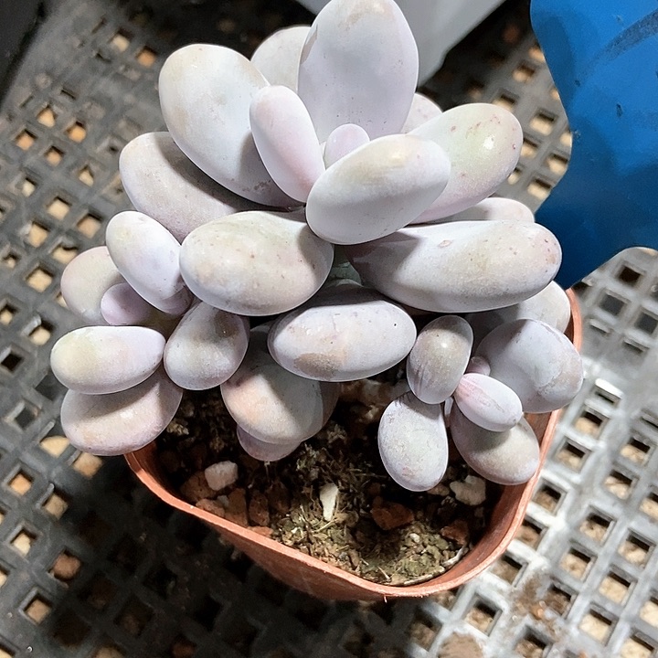 多肉植物原始奶7365